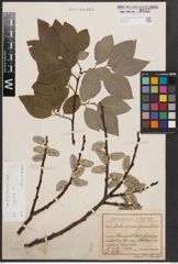 Foto von Salix caprea L.